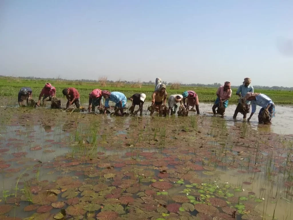 Makhana Cultivation